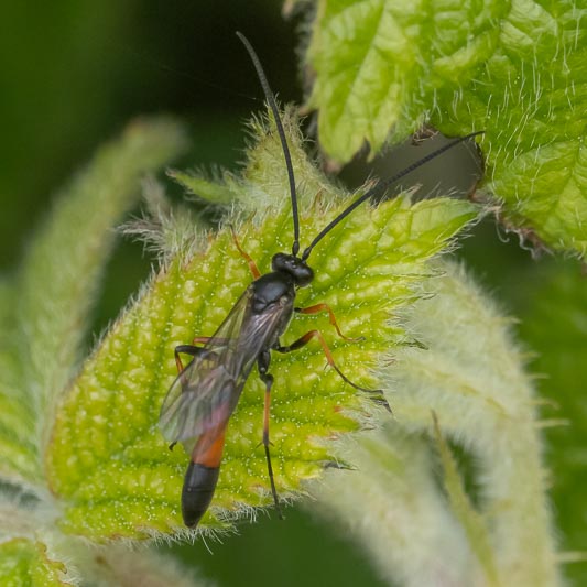 Campopleginae sp.jpg